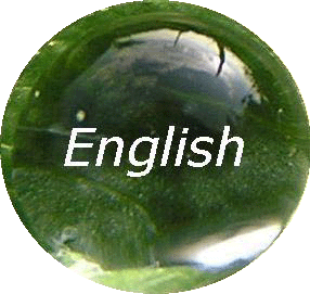 Button-English